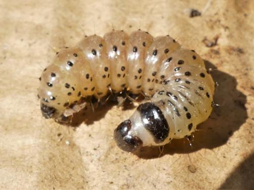 Réf. 279 461 : Apamea sp.